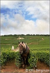 Romanée-Conti in Vosne-Romanée, Burgundy.