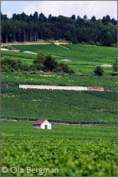 Meursault vineyards, Burgundy.