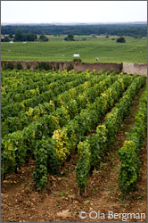 Morey-Saint-Denis
