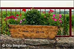 Clos Saint Denis, Burgundy.