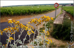 Morey-Saint-Denis