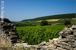 View over the Rully vignoble, Burgundy.