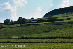 Corton, Burgundy.