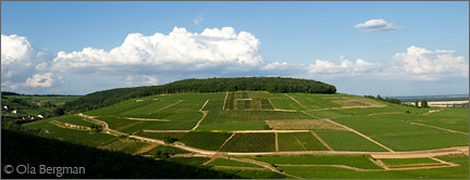 The Corton hill in Burgundy.