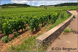 Monthelie, Burgundy.