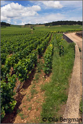 Monthelie, Burgundy.