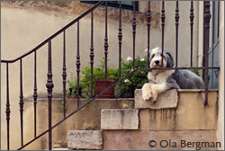 The dog at Domaine Dujac in Burgundy.