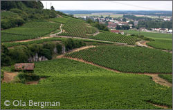Nuits-Saint-Georges, Burgundy.