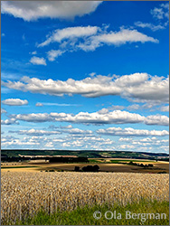 La Celle-Saint-Cyr, Burgundy.