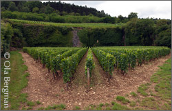 Gevrey-Chambertin