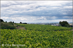 Gevrey-Chambertin, Burgundy.