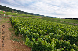 Gevrey-Chambertin, Burgundy.