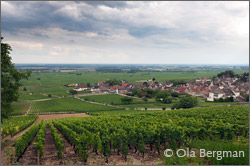 Volnay, Burgundy.