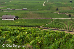 Volnay, Burgundy.
