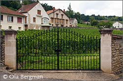 Volnay, Clos de la Cave des Ducs.