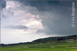 Meursault, Burgundy.