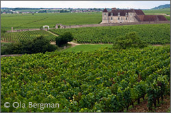 Clos de Vougeot, Burgundy.