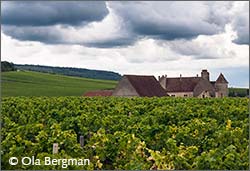 Clos de Vougeot, Burgundy.