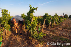 Xavier Durand, Domaine Xavier Durand, Comblanchien.