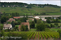 Saint-Desert, Côte Chalonnaise, Burgundy.