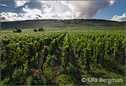 Les Chaumes, Vosne-Romanée.