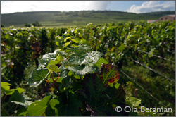 Vosne-Romanée premier cru Les Chaumes.
