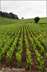 Preuses grand cru, Chablis.