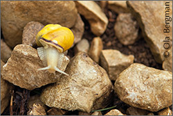 Grand cru snail in Blanchots, Chablis.