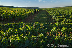 La Romanée and Romanée-Conti.
