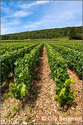 Rully premier cru, La Pucelle.