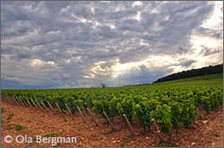 Corton Clos du Roi.