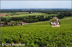 The Corton hill, Burgundy.