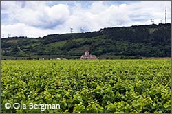 Nuits-Saint-Georges, Burgundy.