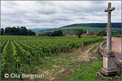 Monthelie, Burgundy.