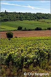 Bouzeron.