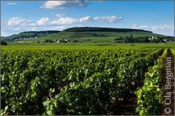 Les Beaumonts, Chorey-lès-Beaune, Burgundy.