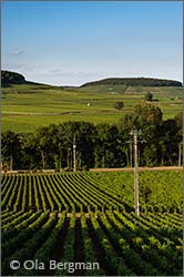 Savigny-lès-Beaune and the Corton hill.