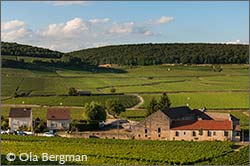 Savigny-lès-Beaune, Burgundy.