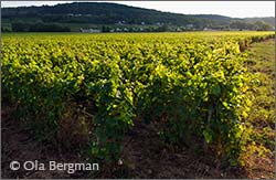 Savigny-lès-Beaune.