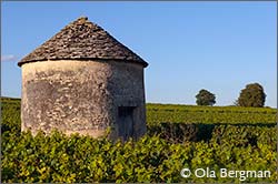 Savigny-lès-Beaune, Burgundy.