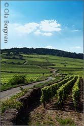 Beaune, Burgundy.