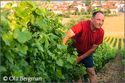 Michel Martin at Domaine Michel Martin in Coulanges-la-Vineuse.