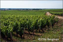 Vosne-Romanée premier cru Les Suchots.