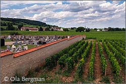 Les Feusselottes, Chambolle-Musigny.