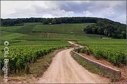 Echézeaux, Burgundy.
