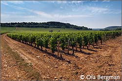 Savigny-lès-Beaune, Les Narbantons.