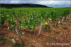 Les Longeroies, Marsannay.