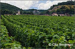 Chambolle-Musigny, Burgundy.