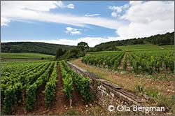 Echezeaux, Burgundy.