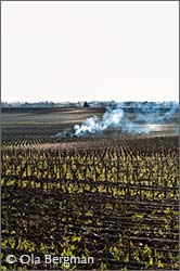 Savigny-lès-Beaune in Burgundy.